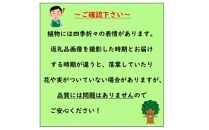 ラビットアイ系ブルーベリー　パウダーブルー　　〈プラス樹〉