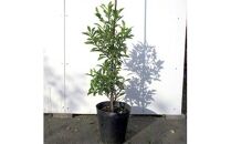 バナナの香りがする花!カラタネオガタマ(ポートワイン)  (ガーデニング用)