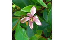 バナナの香りがする花!カラタネオガタマ(ポートワイン)&nbsp;&nbsp;(ガーデニング用)