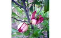 バナナの香りがする花!カラタネオガタマ(ポートワイン)&nbsp;&nbsp;(ガーデニング用)