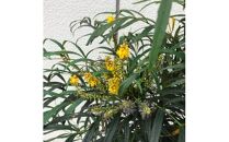 優しい雰囲気　マホニアコンフューサー　7号〈プラス樹〉