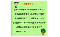 優しい雰囲気　マホニアコンフューサー　7号〈プラス樹〉