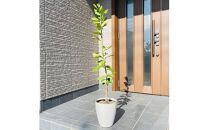 ＜2025年5月中旬頃発送＞レモンの木 果樹苗7号鉢カバーリスボンレモン自宅で収穫(ガーデニング用)