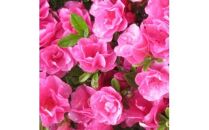 珍しい!年に2度咲くバラ咲きツツジ6号(18cm)鉢植え&nbsp;&nbsp;(ガーデニング用)