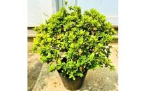 珍しい!年に2度咲くバラ咲きツツジ6号(18cm)鉢植え&nbsp;&nbsp;(ガーデニング用)