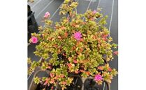 珍しい!年に2度咲くバラ咲きツツジ6号(18cm)鉢植え&nbsp;&nbsp;(ガーデニング用)