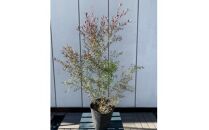 レプトスペルマム　カッパーグロー　銅葉が渋い　樹高約60cm　〈プラス樹〉