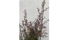 レプトスペルマム　カッパーグロー　銅葉が渋い　樹高約60cm　〈プラス樹〉