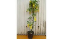 垂れ下がる黄色花が見事!　キングサリ&nbsp;ボッシー　和洋どちらのお庭にも合う素敵な庭木&nbsp;(庭木・果樹)