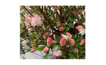 キュートな小花　クルメツツジ　レッジーナ　〈プラス樹〉　　