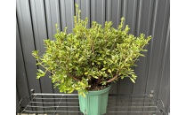 キュートな小花　クルメツツジ　レッジーナ　〈プラス樹〉　　