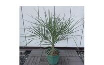 人気のリゾートガーデンに　ココスヤシ　9号ポット〈プラス樹〉