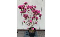 早春の庭を飾る　吉野ツツジ　濃いピンクの花　〈プラス樹〉　