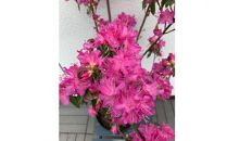 早春の庭を飾る　吉野ツツジ　濃いピンクの花　〈プラス樹〉　