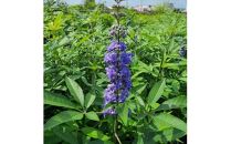 夏に穂状の薄紫色の綺麗な花を楽しみませんか? セイヨウニンジンボク(庭木・果樹)