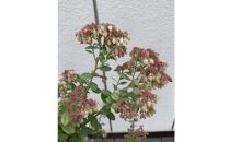 オーナメンタルベリー　ブルーベリー　インヂィゴブルー　〈プラス樹〉