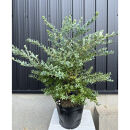 オーナメンタルベリー　ブルーベリー　インヂィゴブルー　〈プラス樹〉