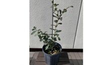サザンハイブッシュ系ブルーベリー  品種ミスティー〈プラス樹〉