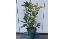 オオカナメモチ　ピンククリスピー　7号〈プラス樹〉