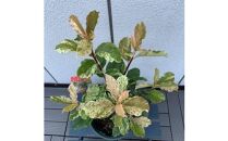 オオカナメモチ　ピンククリスピー　7号〈プラス樹〉