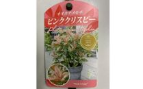 オオカナメモチ　ピンククリスピー　7号〈プラス樹〉