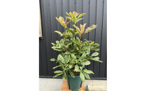 オオカナメモチ　ピンククリスピー　8号〈プラス樹〉