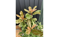 オオカナメモチ　ピンククリスピー　8号〈プラス樹〉