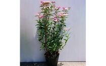 緑の力で地球を元気に!【シモツケ　ピンク】15cmポット　高さ40cm前後　3本セット