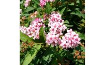 緑の力で地球を元気に!【シモツケ　ピンク】15cmポット　高さ40cm前後　3本セット