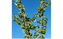 珍しいヤナギ　メガネヤナギ(眼鏡柳)　の苗木　(庭木・果樹)