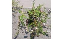 緑の力で地球を元気に!タイム・ロンギカウリス9cmポット　20ポット