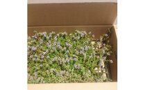 緑の力で地球を元気に!タイム・ロンギカウリス9cmポット　20ポット