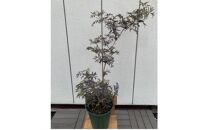 人気品種&nbsp;西洋ニワトコサンブカス&nbsp;ブラックレース&nbsp;7号&nbsp;〈プラス樹〉