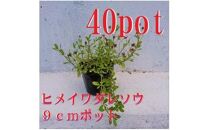 緑の力で地球を元気に!【ヒメイワダレソウ】9cmポット　緑の絨毯　40鉢&nbsp;芝生のように広がる