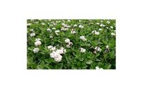 緑の力で地球を元気に!【ヒメイワダレソウ】9cmポット　緑の絨毯　40鉢&nbsp;芝生のように広がる