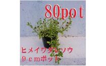 緑の力で地球を元気に!＜ヒメイワダレソウ＞9cmポット 緑の絨毯 80鉢 芝生のように広がる