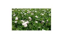 緑の力で地球を元気に!＜ヒメイワダレソウ＞9cmポット 緑の絨毯 80鉢 芝生のように広がる