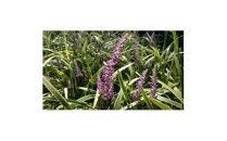 緑の力で地球を元気に!【フイリヤブラン】10.5cmポット　40鉢&nbsp;定番グランドカバー　