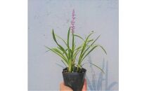 緑の力で地球を元気に!【フイリヤブラン】10.5cmポット　40鉢&nbsp;定番グランドカバー　