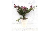 緑の力で地球を元気に!【矮性サルスベリ・3色咲】赤・白・紫を1鉢でお楽しみいただけます