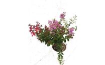 緑の力で地球を元気に!【矮性サルスベリ・3色咲】赤・白・紫を1鉢でお楽しみいただけます