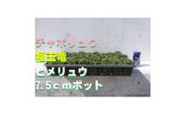 緑の力で地球を元気に!【ヒメリュウ】　27鉢　