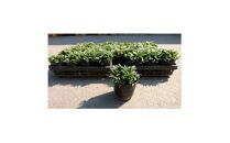 緑の力で地球を元気に!【ヒメリュウ】　27鉢　