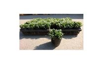 緑の力で地球を元気に!【ヒメリュウ】　40鉢　