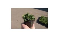 緑の力で地球を元気に!【ヒメリュウ】　40鉢　