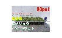 緑の力で地球を元気に!【ヒメリュウ】　80鉢　