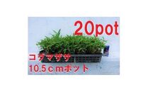 緑の力で地球を元気に!【コグマザサ】10.5cmポット　和風のお庭に　寄せ植え　20鉢