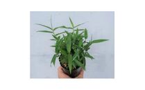 緑の力で地球を元気に!【コグマザサ】10.5cmポット　和風のお庭に　寄せ植え　20鉢