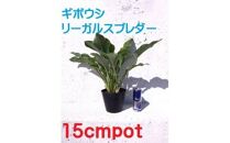 緑の力で地球を元気に!＜リーガルスプレンダー＞15cmポット ギボウシ ホスタ 1鉢 日陰に彩りを