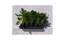 緑の力で地球を元気に!【ギボウシ】10.5cmポット　緑葉　日陰に彩りと涼しさを　10鉢